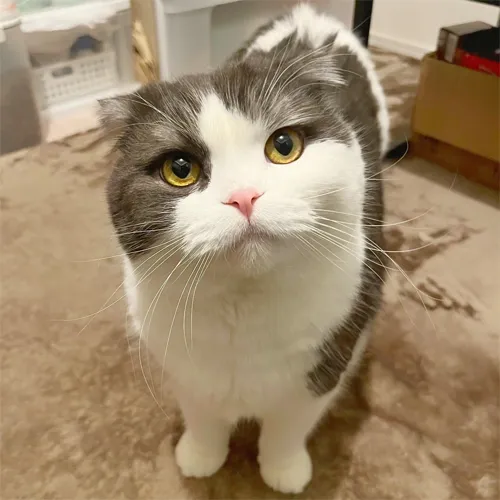 インスタグラム