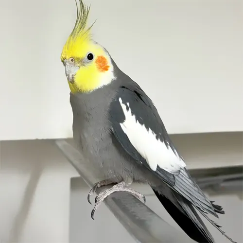 インスタグラム