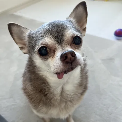 インスタグラム