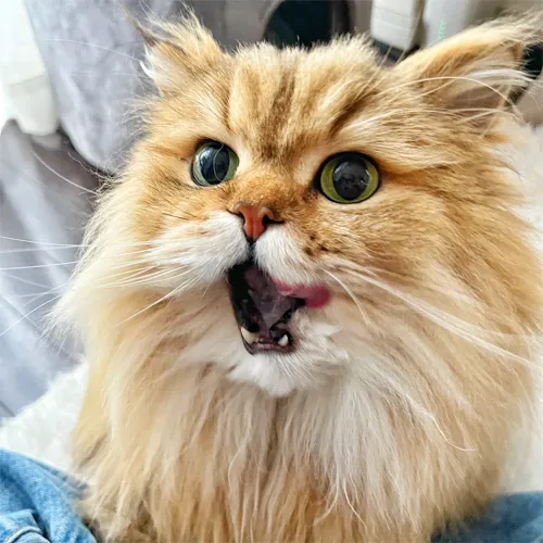 インスタグラム